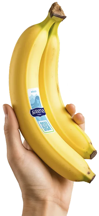 Banana amarilla de Sirena Fruits en mano