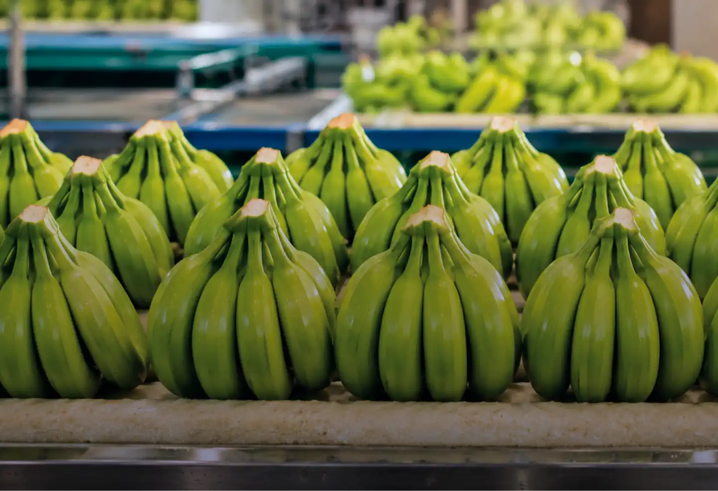Racimo de bananas verdes de Sirena Fruits