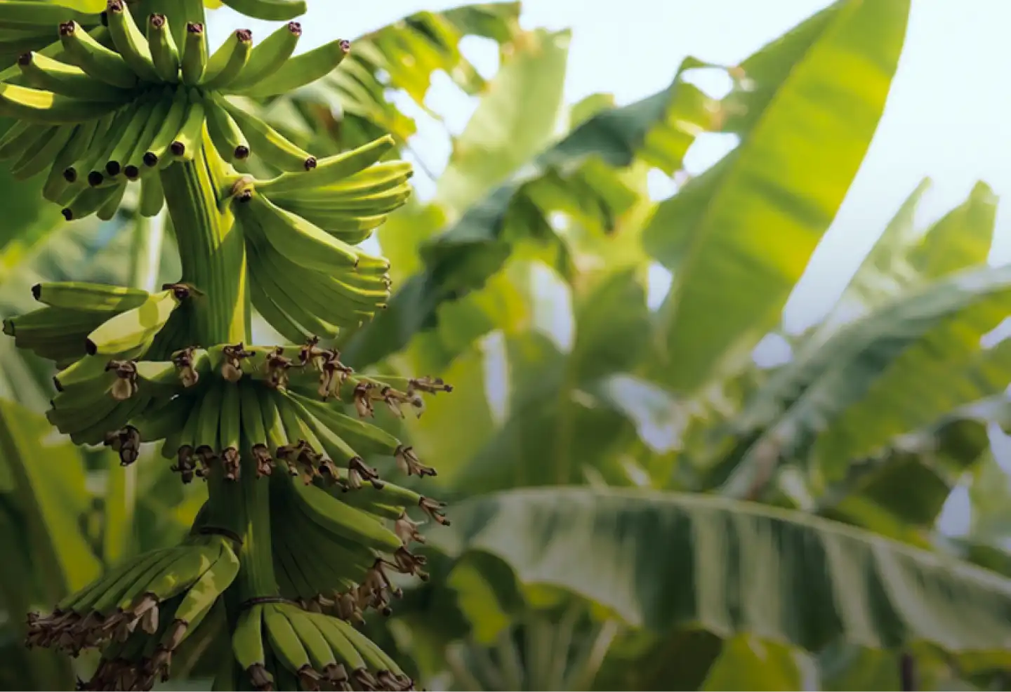 Sembradio de racimos de plátanos verdes de Sirena Fruits
