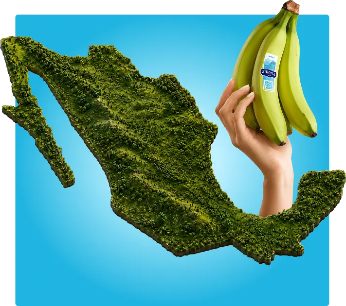 Mapa de México con bananas de Sirena Fruits