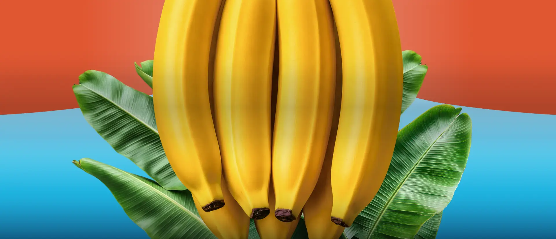 Plátanos maduros de Sirena Fruits sobre un fondo de hojas.