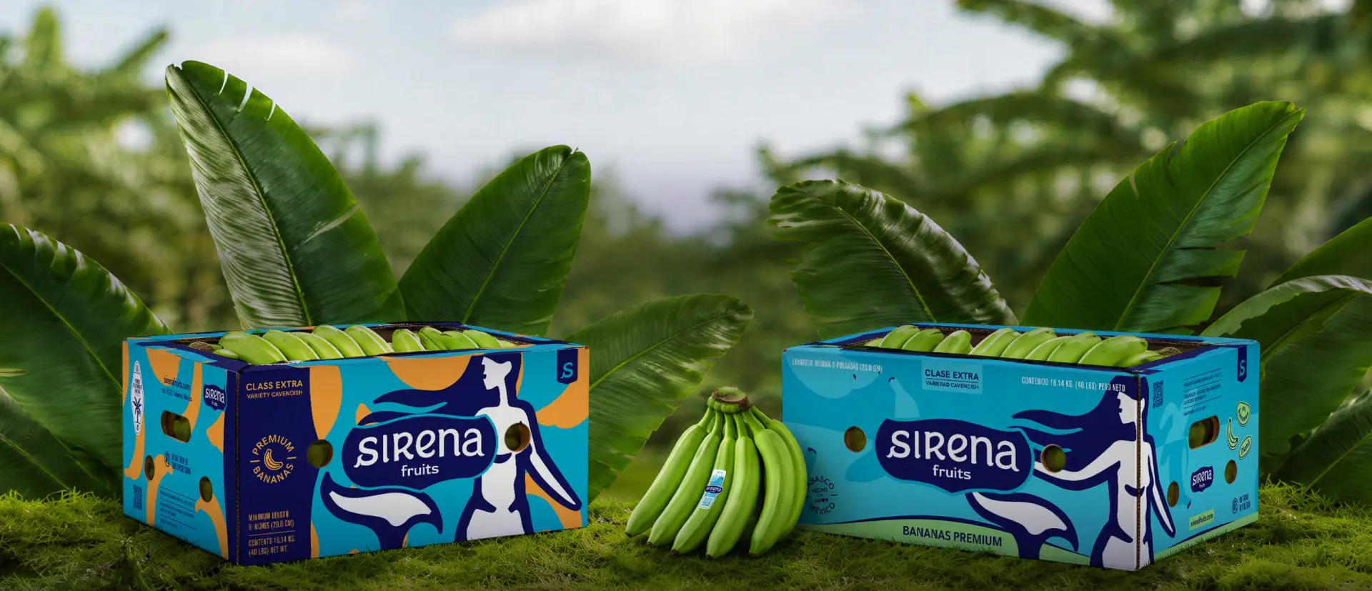Cajas de Sirena Fruits con plátanos en fondo de sembradio.