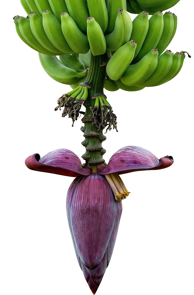 Racimos de bananas verdes con flor de plátano morado 